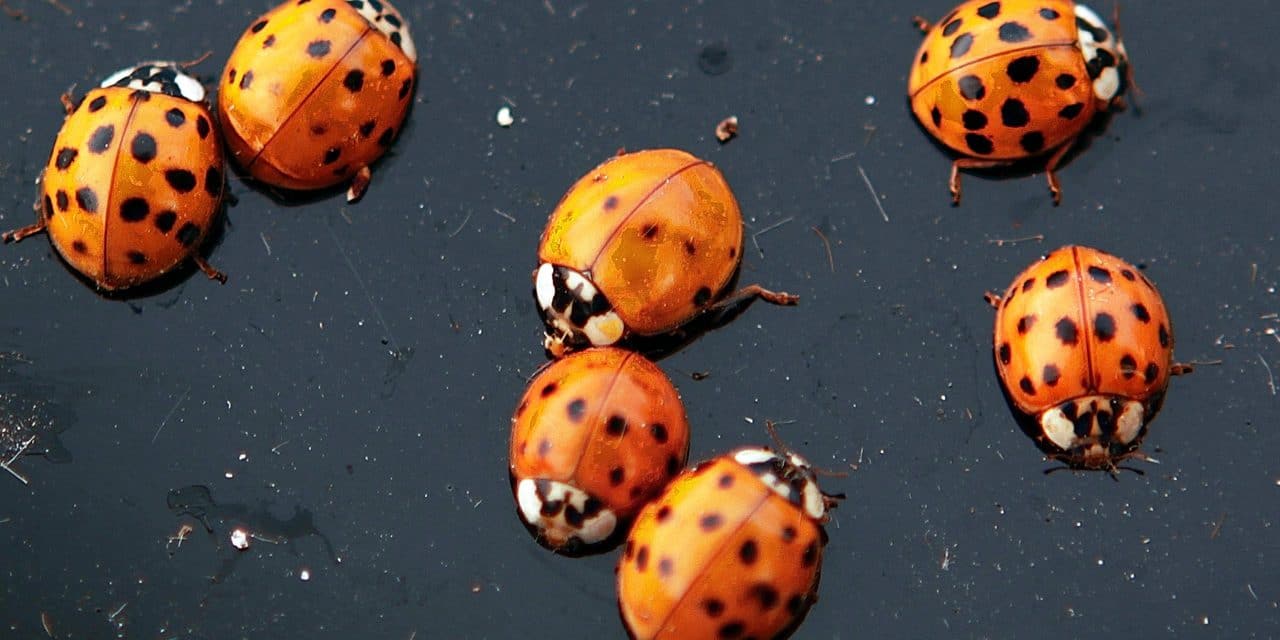 Massive ladybug swarm over California shows up on National Weather Service radar