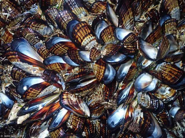 Deadly Heatwave cooks mussels in their shells on California shore