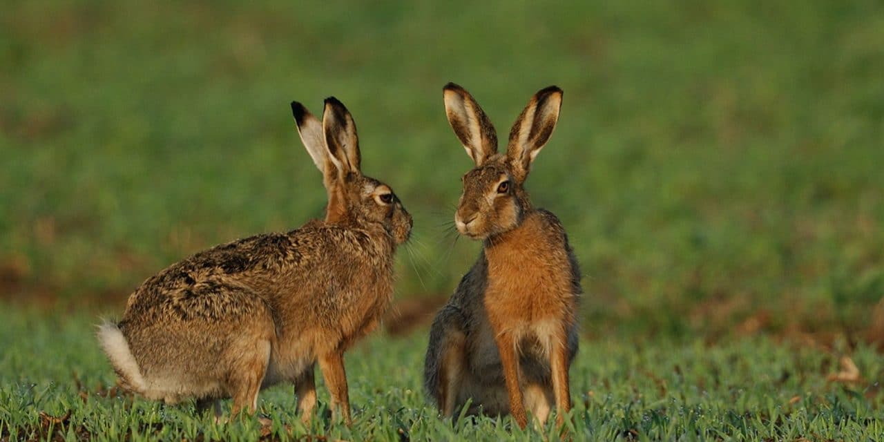 Alaska officials warn hares could spread deadly disease to people and pets