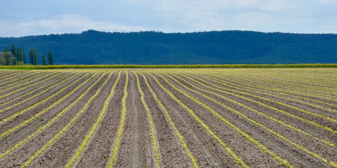 “It’s A Disaster Like I’ve Never Seen Before”: 2019 Could Be The Worst Year EVER For U.S. Corn Farmers