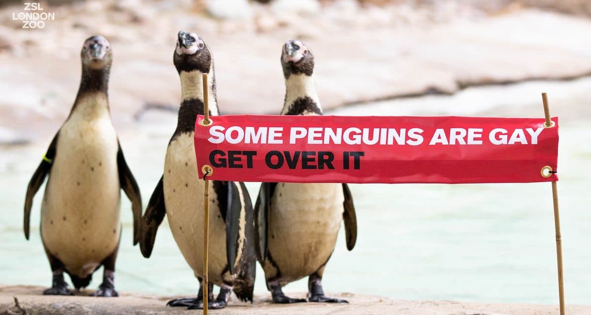 The London Zoo is celebrating Pride month in honor of its gay penguins
