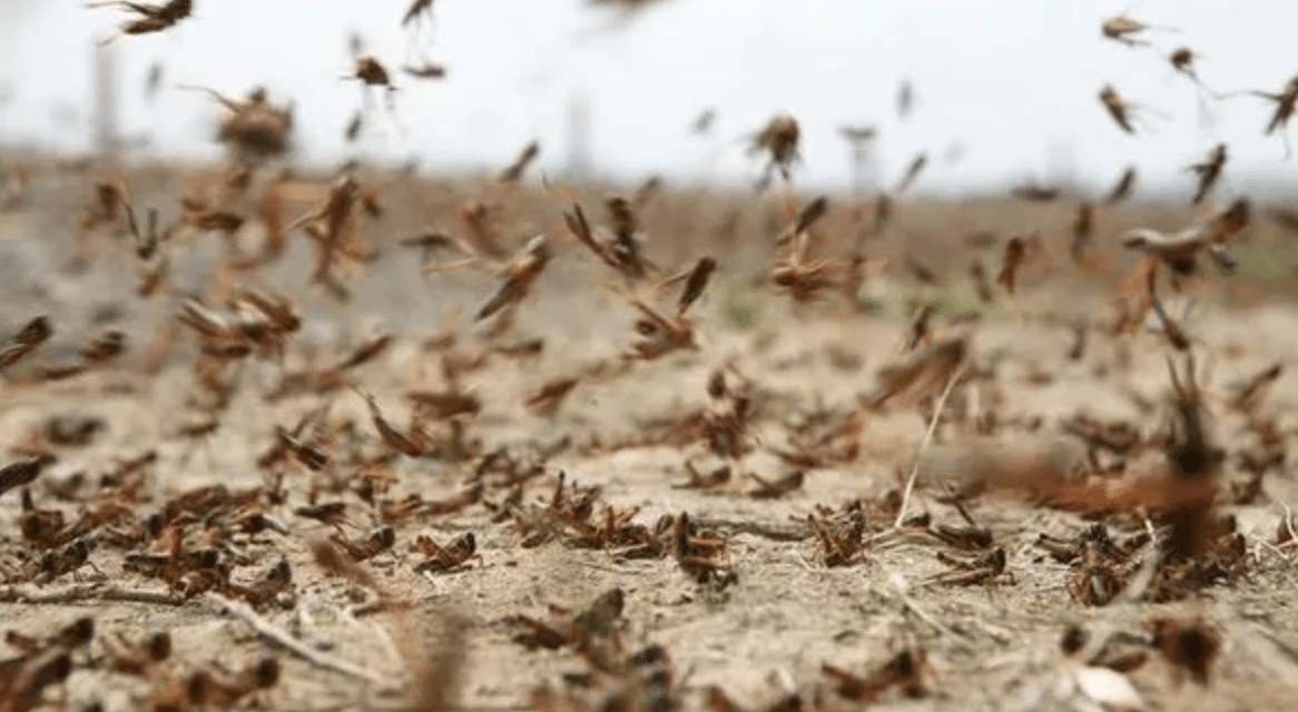 Biblical swarm of a million locusts devastate 5,000 acres of crops in Sardinia