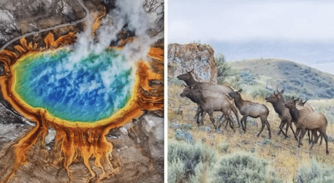 Thousands of animals migrating away from Yellowstone supervolcano