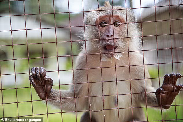 Scientists warn against creating human-monkey hybrids