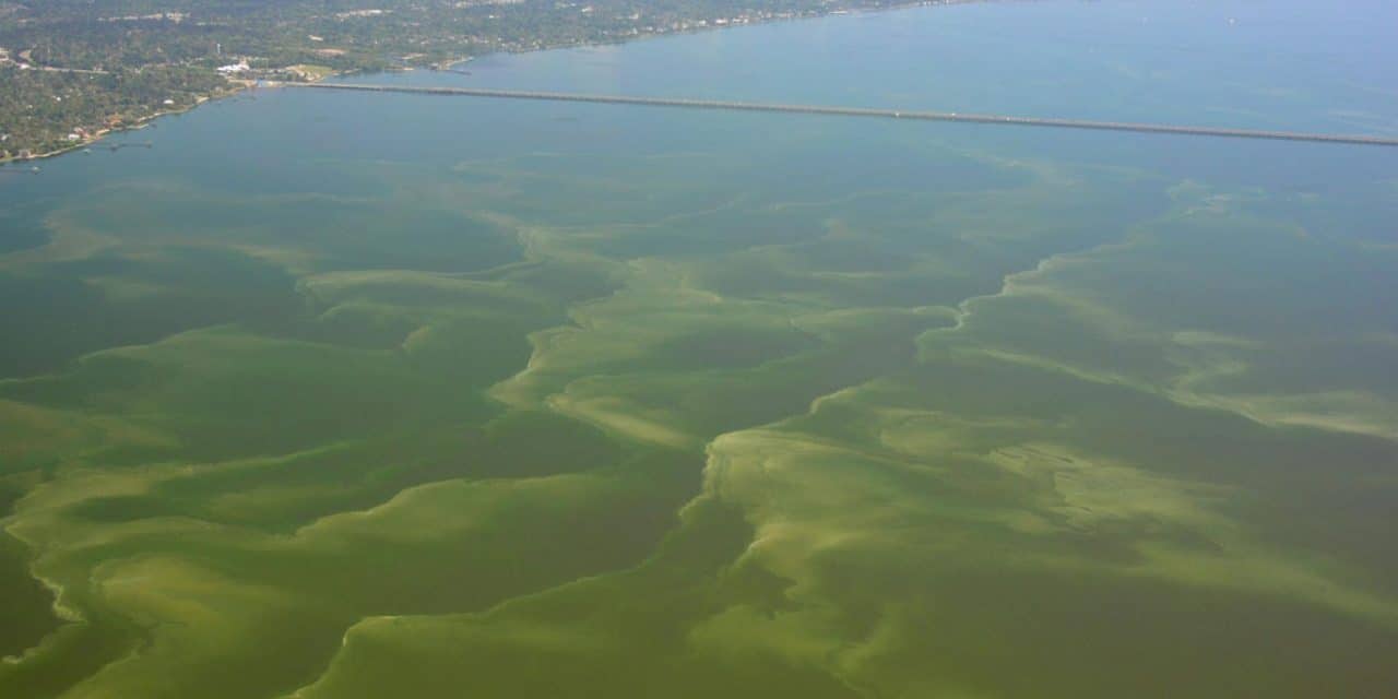 People and pets warned to stay out of water along entire mainland of Mississippi Gulf Coast as toxic bacteria spreading eastward.