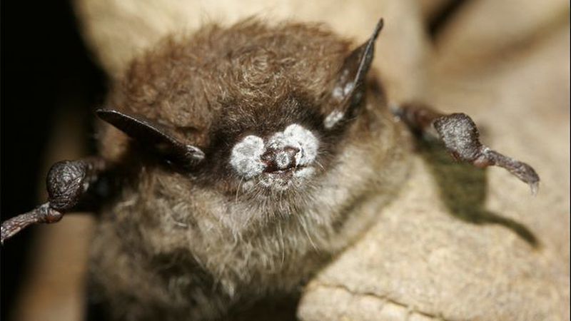 Deadly Fungus Killing Millions of Bats in U.S. Found in Northern California