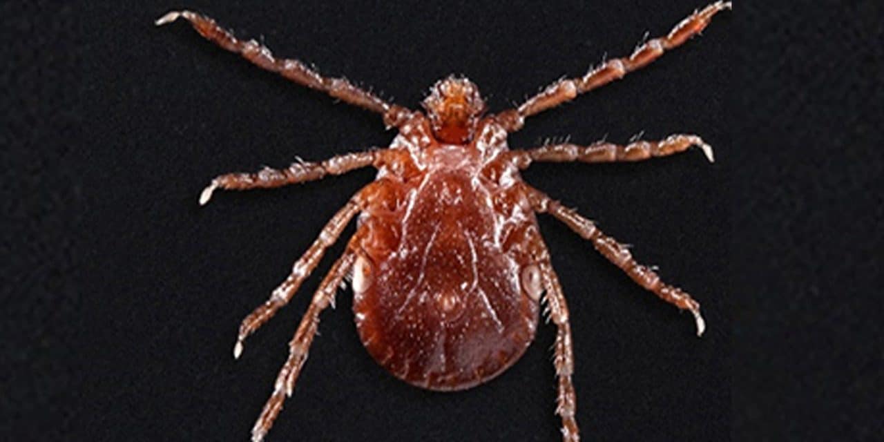 ‘Clone tick’ that can reproduce on its own has drained blood from livestock, threatens humans