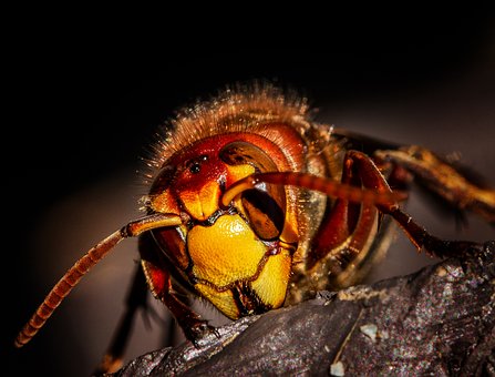 Officials Warn of Wasp ‘Super Nests’ in Alabama