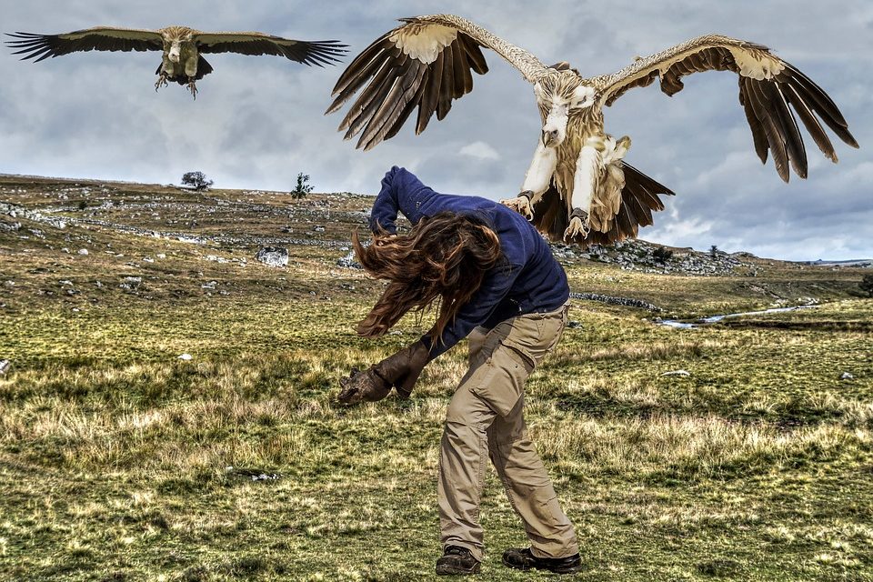 Bird Attacks Are Turning Violent This Summer