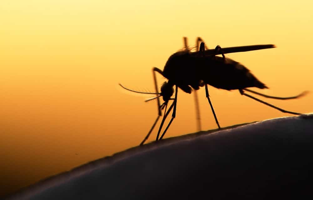 A deadly mosquito-borne virus that causes brain swelling in humans has been detected in Florida