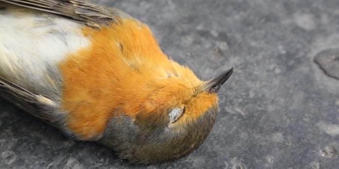 Are flocks of dead birds randomly falling from the sky in Australia a “Sign of the End-of-Days”?
