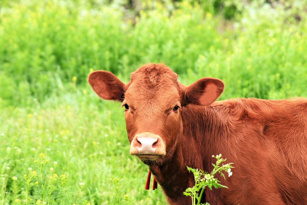 Burning of Heifer Takes Place in Preparation for Third Temple