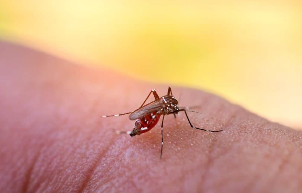 More than 600 have died from dengue fever in the Philippines