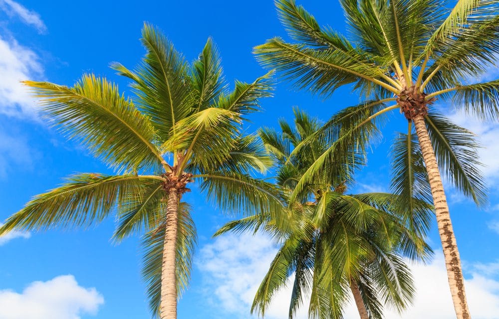 Florida’s iconic palm trees threatened by invasive disease