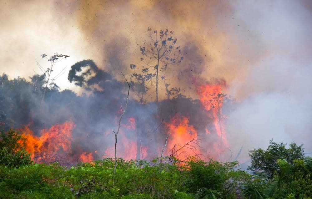 DEVELOPING: Deadly fires are scorching the Amazon Rainforest