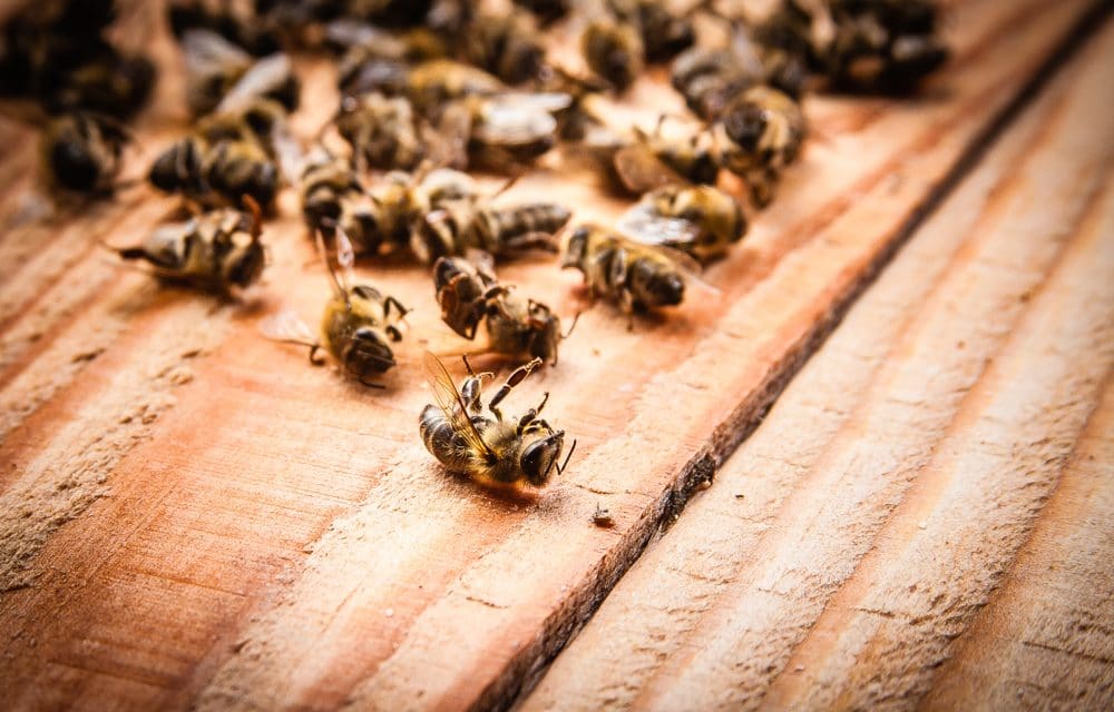 More than half a billion bees dropped dead in Brazil within 3 months