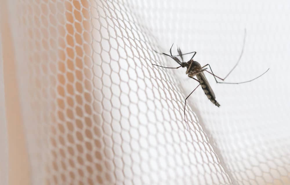 State health officials confirm 3rd Massachusetts resident has died of deadly mosquito virus