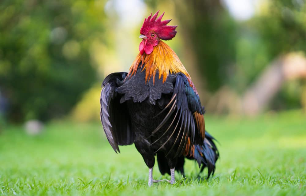 Rooster pecked woman to death in ‘rare’ attack