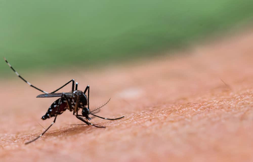 Deadly, rare, mosquito-borne virus is now in Indiana