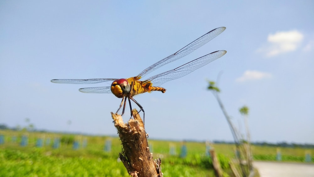 Massive swarms of dragonflies in 3 states picked up on weather radar