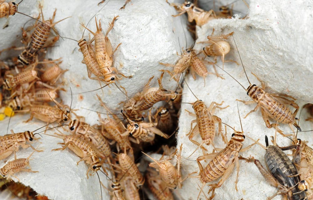 Swarms of crickets invade parts of Texas