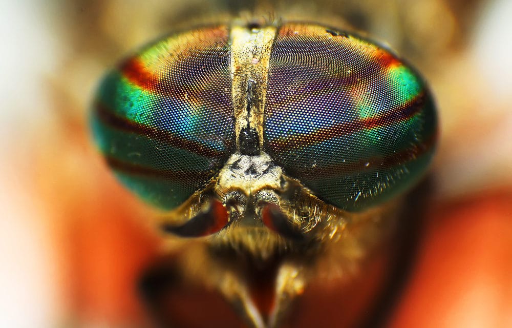 Genetically-engineered ‘superflies’ created in laboratory