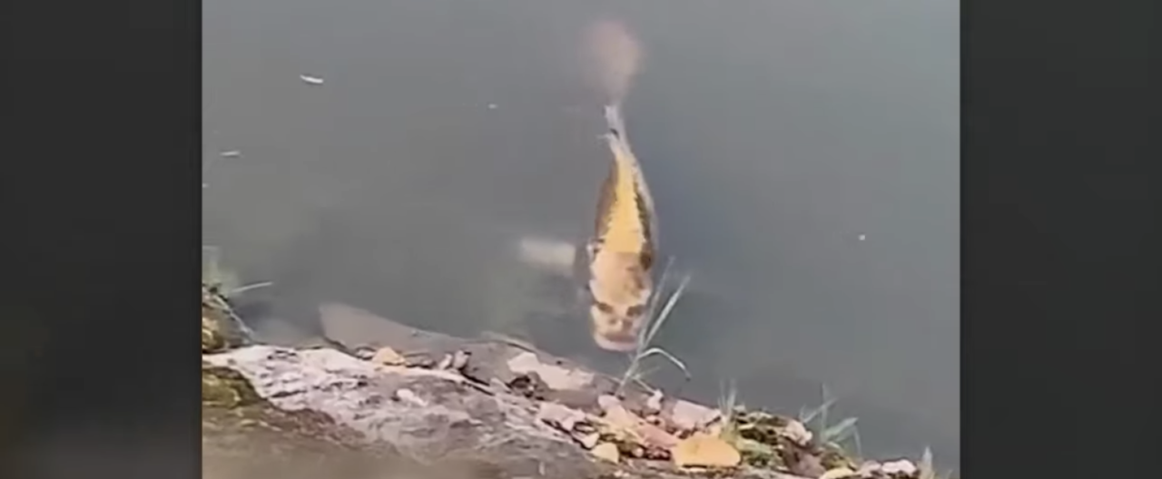 Fish with human like face is taking internet by storm