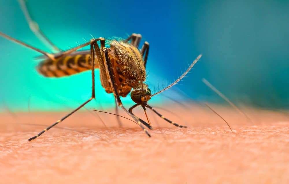First case of dengue spread by sex confirmed in Spain