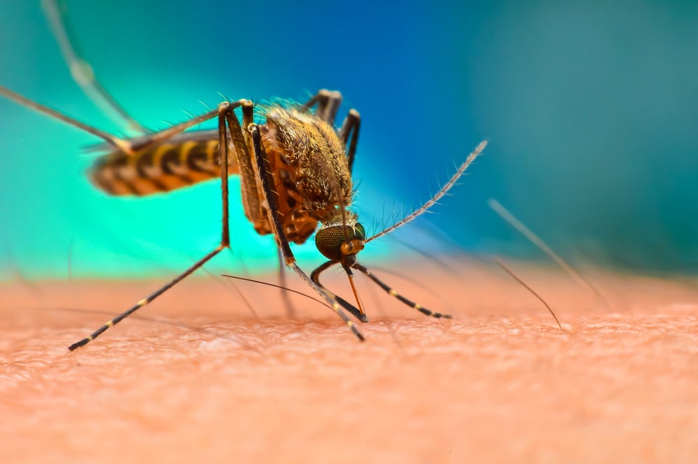 First case of dengue spread by sex confirmed in Spain