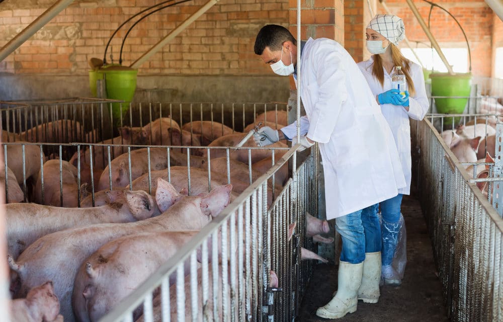 “Pig Ebola” Is Now Running Wild In Indonesia, And It Has Already Killed About One-Fourth Of The World’s Pigs