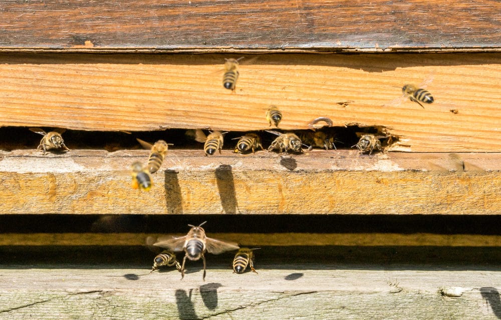 Bees are abandoning hives as a result of ongoing earthquake swarm in Puerto Rico