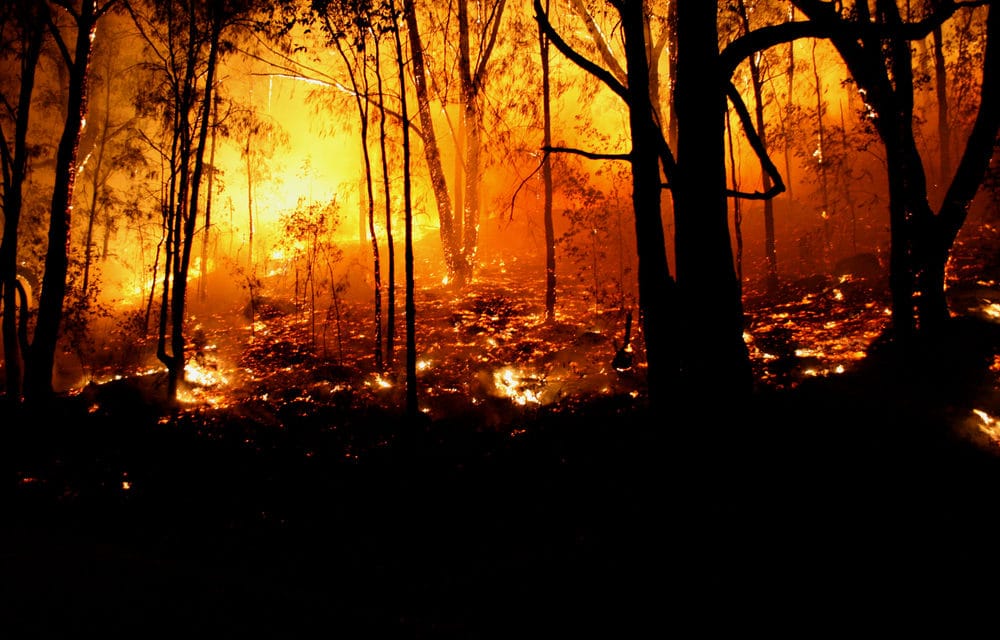 Over a BILLION animals are feared dead from apocalyptic Australian fires
