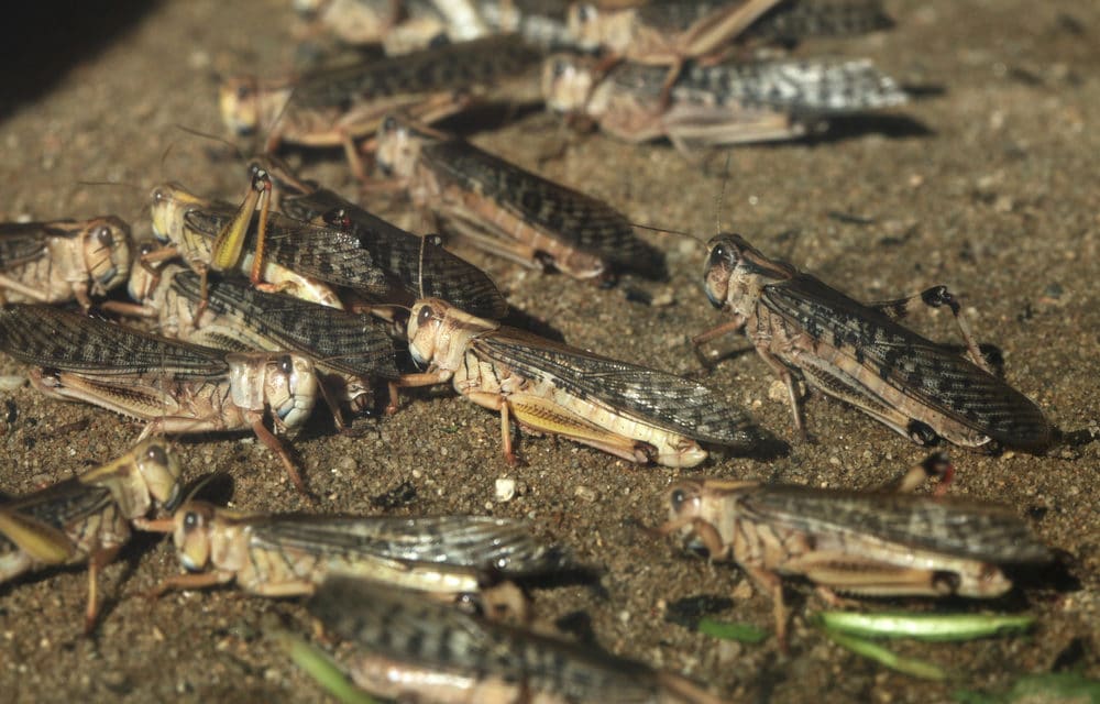 Africa is experiencing the worst locust swarms in decades destroying farmland