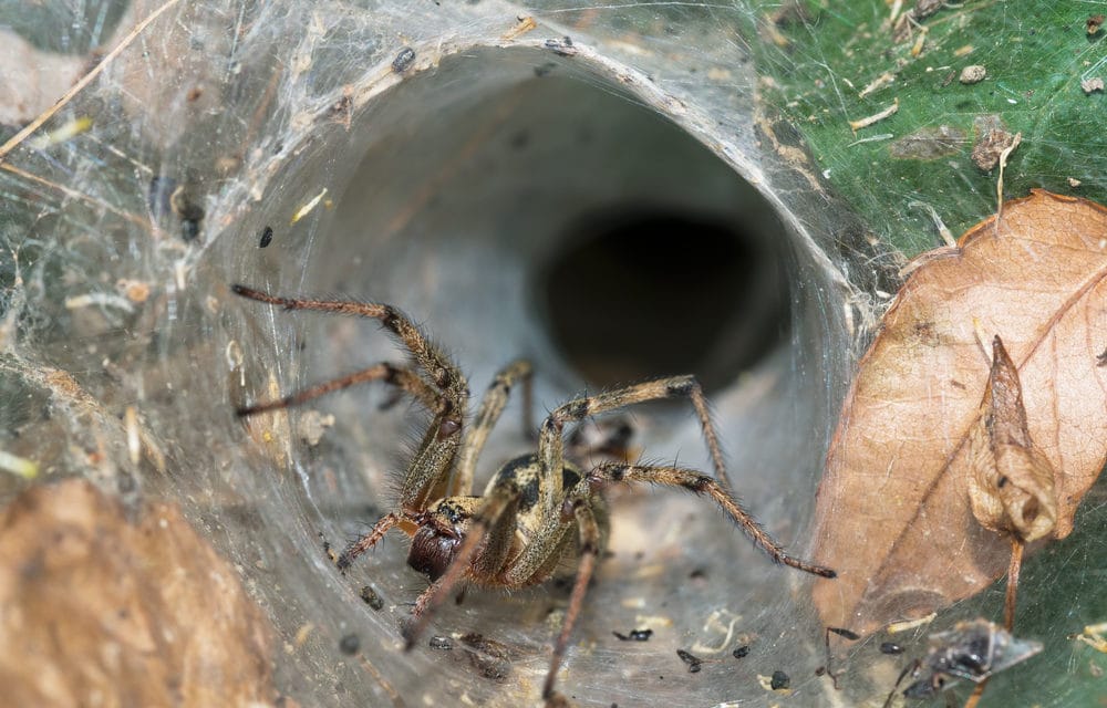 Australians are now being warned of a possible deadly “spider outbreak”