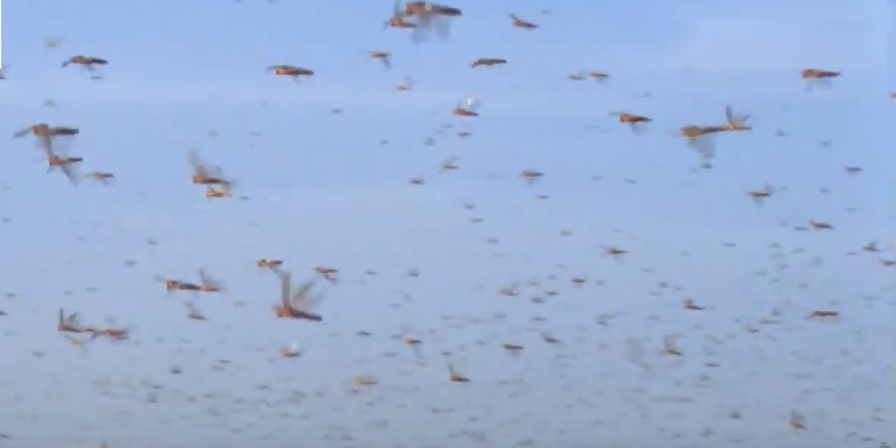 Locust Swarms of Biblical Proportions Forces Somalia To Declares a National Emergency