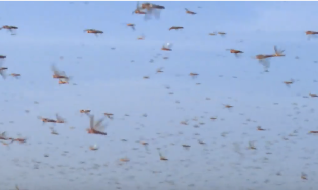 Locust Swarms of Biblical Proportions Forces Somalia To Declares a National Emergency