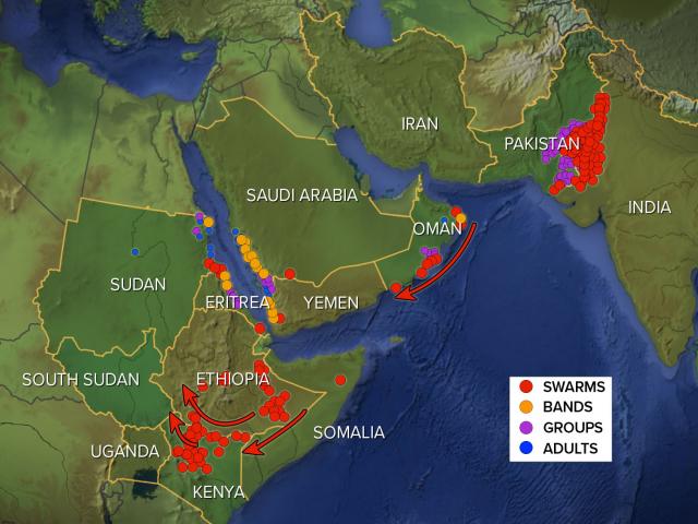 Locusts Multiply by the Millions, Plague Spreads Beyond Africa to China, Could Be Greater in Months