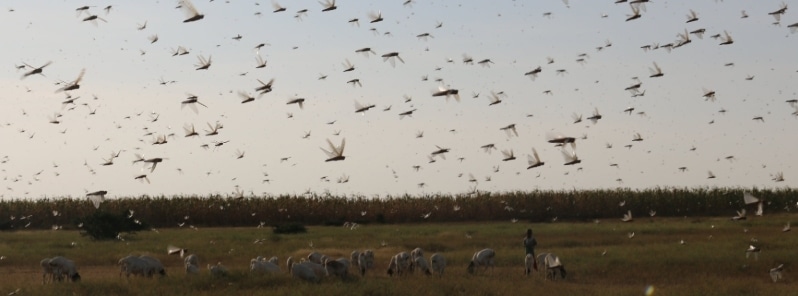Locust swarm of “Biblical Proportions” reach Saudi Arabia