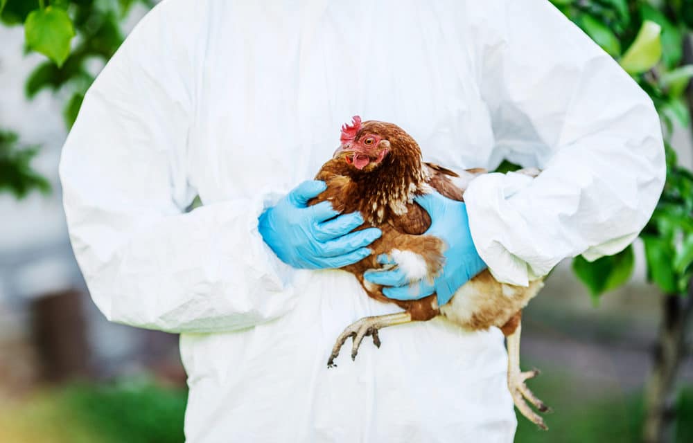 A 'highly pathogenic strain' of H5N1 bird flu has just been reported in ...