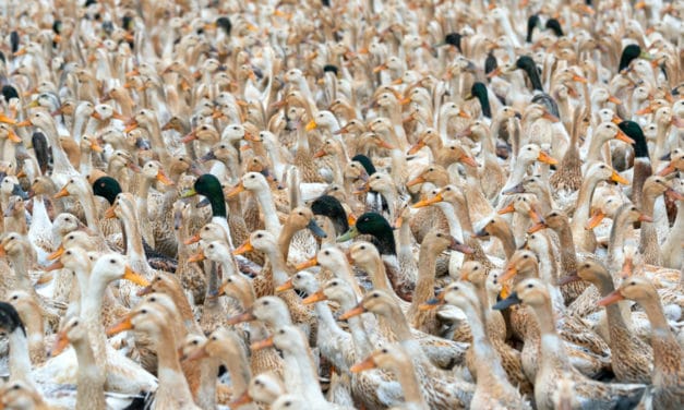 China Prepares Army of 100,000 Ducks to Combat Locust Swarms