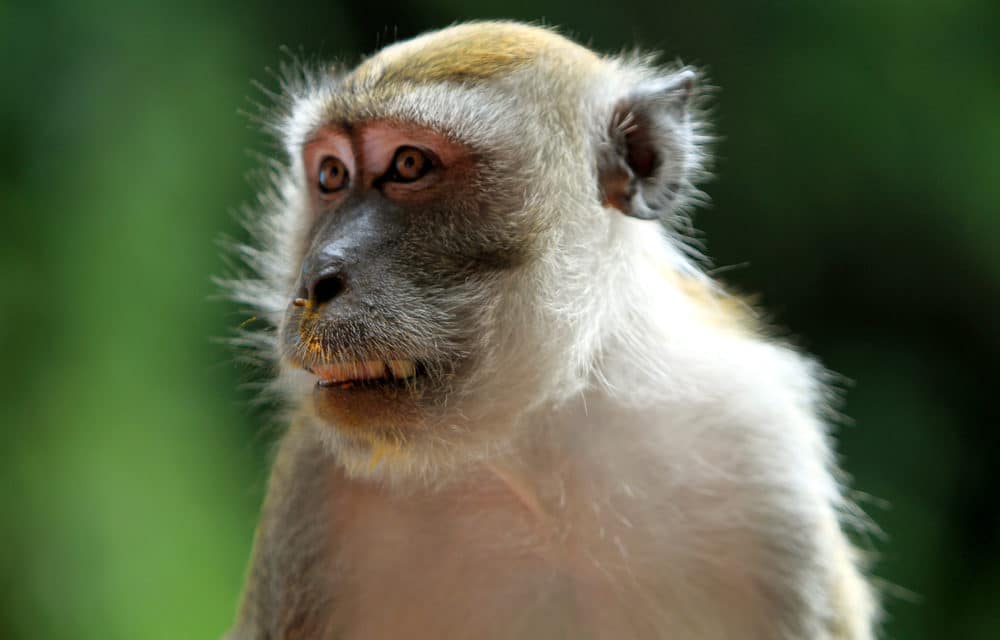Herpes-infected monkeys spreading across the US after escaping park…