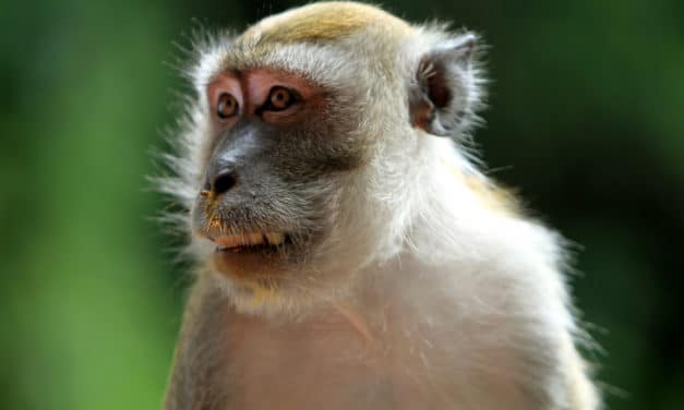 Herpes-infected monkeys spreading across the US after escaping park…