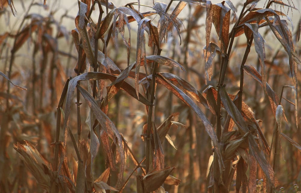 Global crop failures continue as Australia may see the worst harvest ever recorded