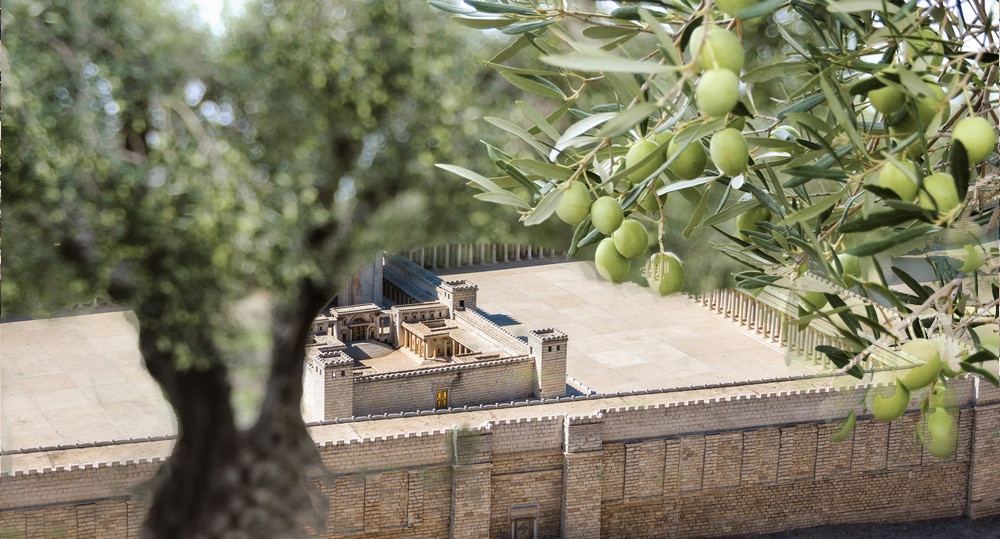 Sanhedrin Gets Authorization to Use Their Trees for Third Temple