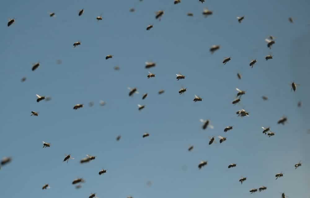 Massive swarm of 40,000 bees attack police and firefighters in California