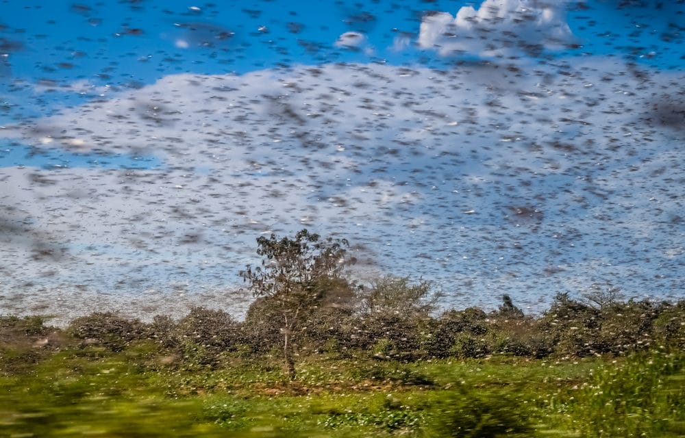 Locusts devour tens of thousands of acres of farmland in Kenya, Somalia and Ethiopia