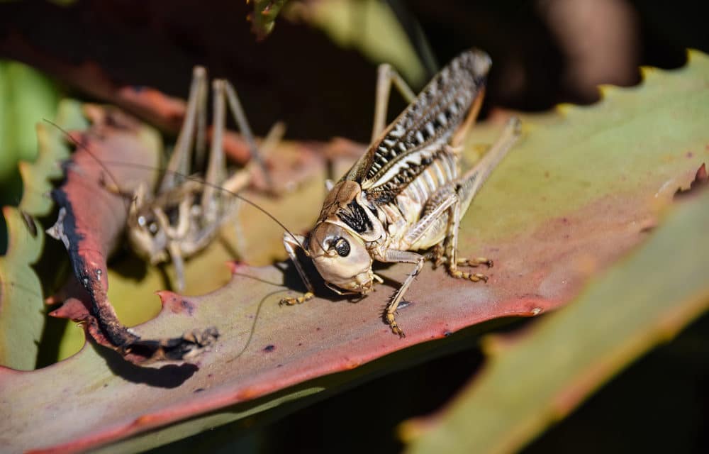 Entire fields of crops devoured in seconds by locusts in Kenya