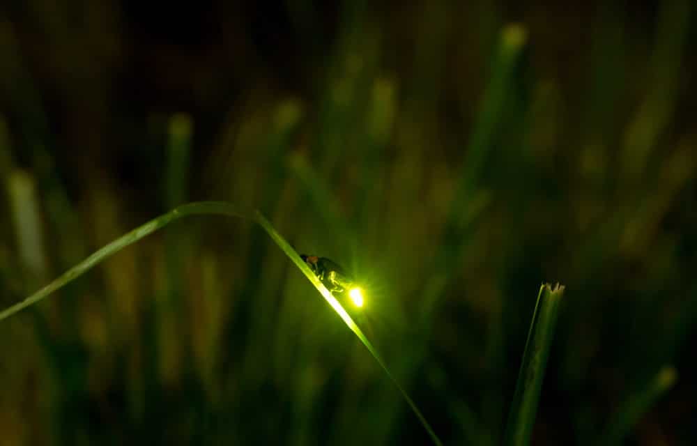 Fireflies around the World are facing extinction