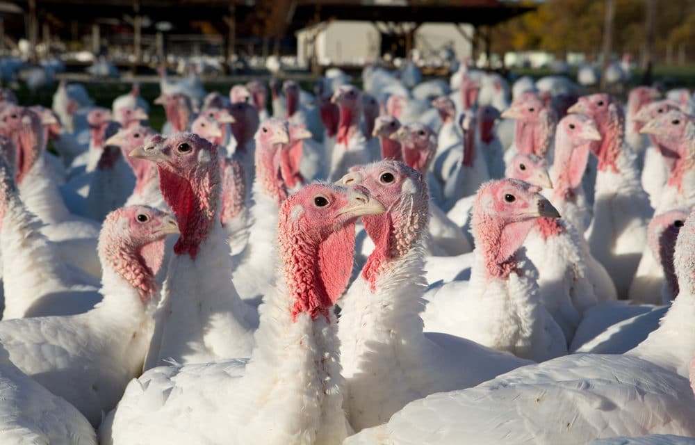 Deadly bird flu found in South Carolina commercial turkey flock