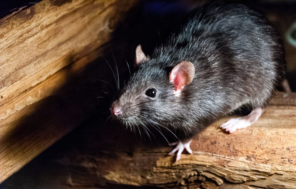 Rats are infecting humans with hepatitis leaving experts baffled